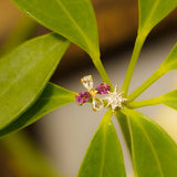 K10 Diamond Star - picollet